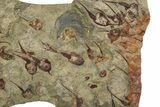 Large, Fossil Brittle Star w/ Carpoids & Edrioasteroids - Morocco #325110-3